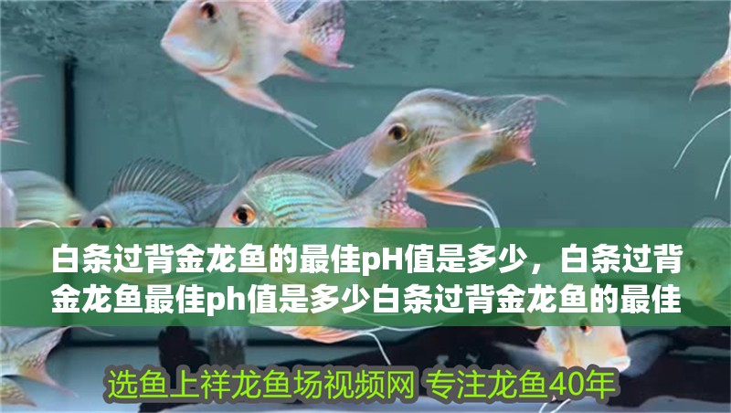白條過背金龍魚的最佳pH值是多少，白條過背金龍魚最佳ph值是多少白條過背金龍魚的最佳ph值是多少