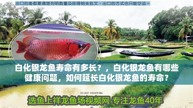 白化銀龍魚壽命有多長(zhǎng)？，白化銀龍魚有哪些健康問(wèn)題，如何延長(zhǎng)白化銀龍魚的壽命？