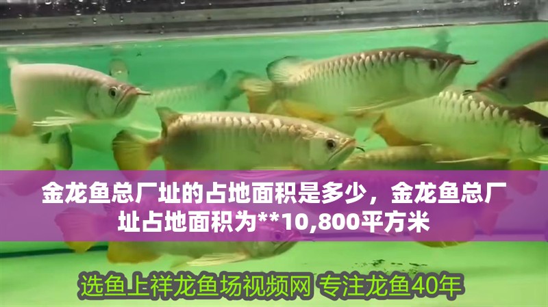 金龍魚總廠址的占地面積是多少，金龍魚總廠址占地面積為**10,800平方米