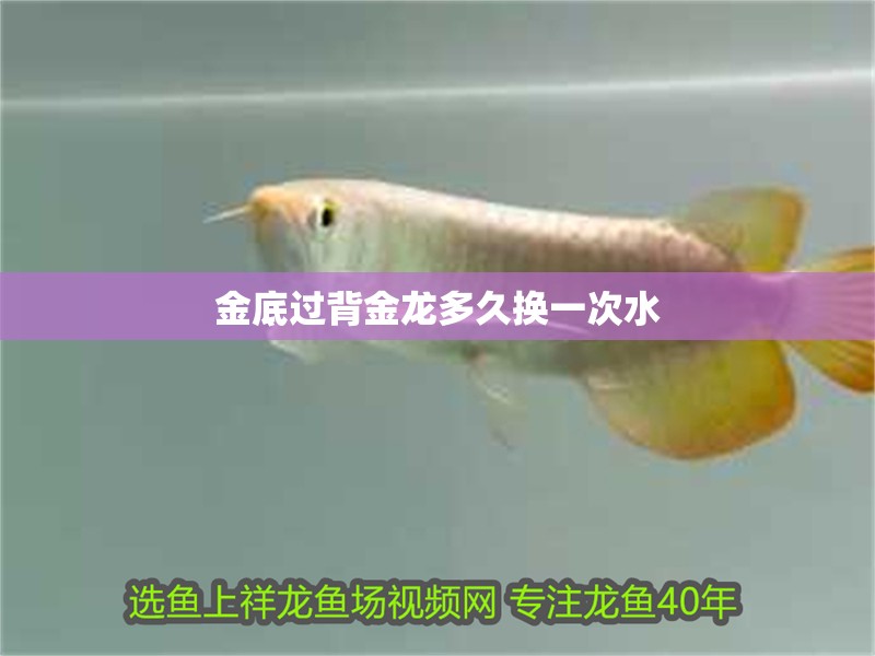金底過(guò)背金龍多久換一次水