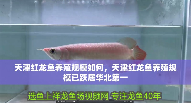 天津紅龍魚養殖規模如何，天津紅龍魚養殖規模已躍居華北第一