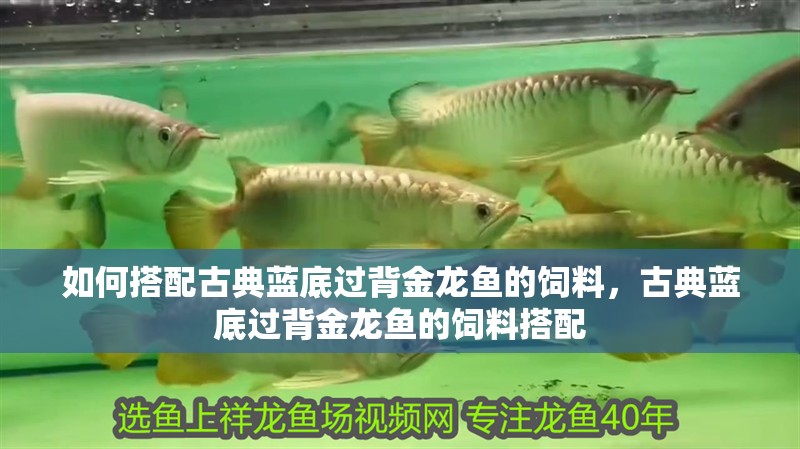 如何搭配古典藍(lán)底過背金龍魚的飼料，古典藍(lán)底過背金龍魚的飼料搭配