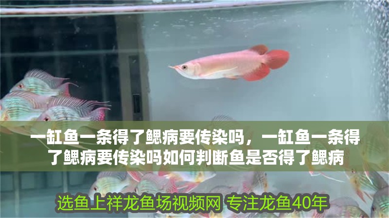 一缸魚一條得了鰓病要傳染嗎，一缸魚一條得了鰓病要傳染嗎如何判斷魚是否得了鰓病