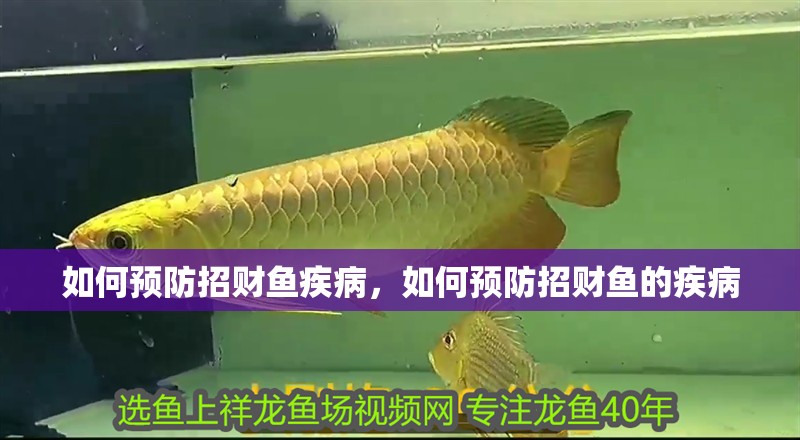 如何預(yù)防招財(cái)魚疾病，如何預(yù)防招財(cái)魚的疾病