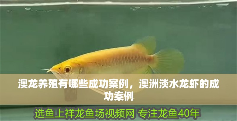 澳龍養(yǎng)殖有哪些成功案例，澳洲淡水龍蝦的成功案例