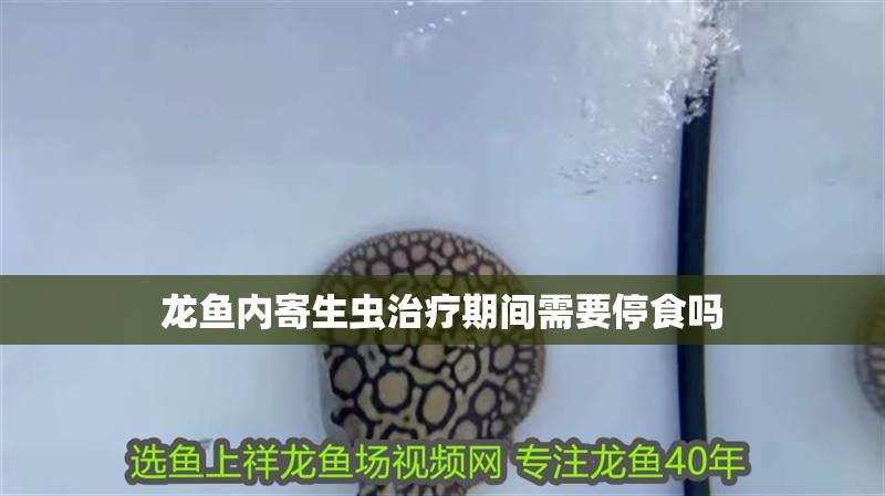 龍魚內寄生蟲治療期間需要停食嗎