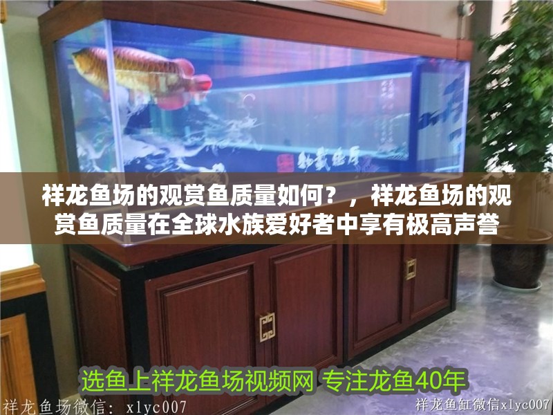 祥龍魚場的觀賞魚質量如何？，祥龍魚場的觀賞魚質量在全球水族愛好者中享有極高聲譽