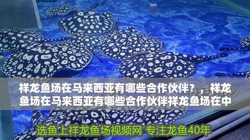 祥龍魚場在馬來西亞有哪些合作伙伴？，祥龍魚場在馬來西亞有哪些合作伙伴祥龍魚場在中國有哪些類型