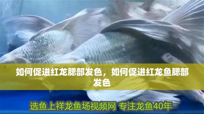 如何促進紅龍腮部發色,如何促進紅龍魚腮部發色