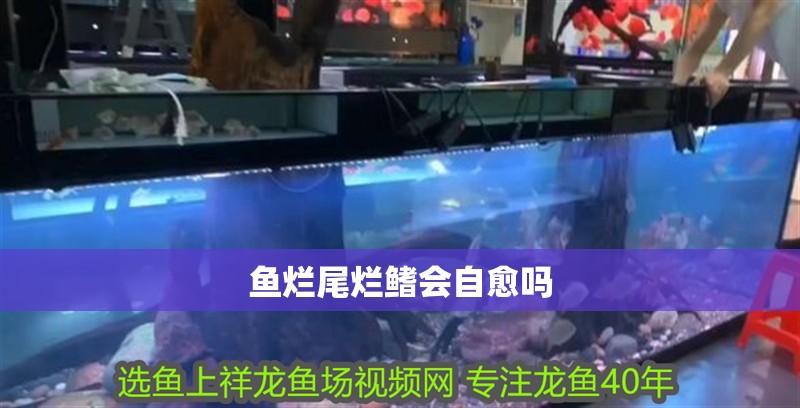 魚爛尾爛鰭會自愈嗎