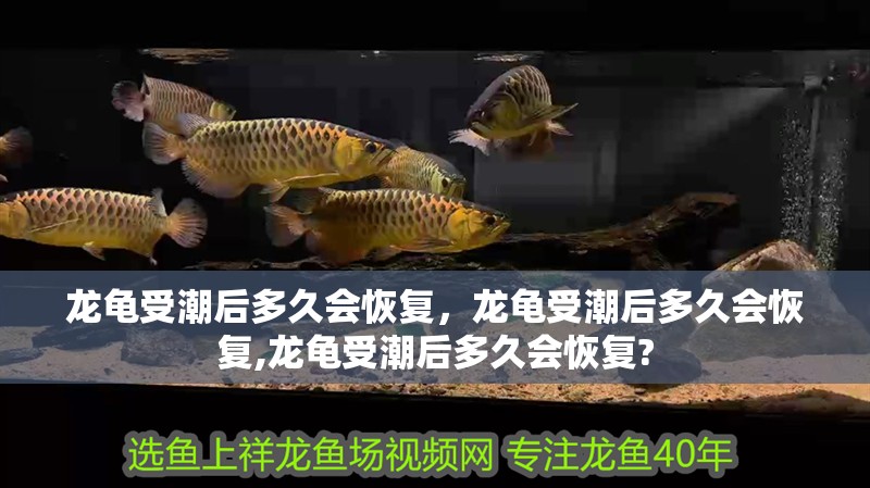 龍龜受潮后多久會恢復，龍龜受潮后多久會恢復,龍龜受潮后多久會恢復?