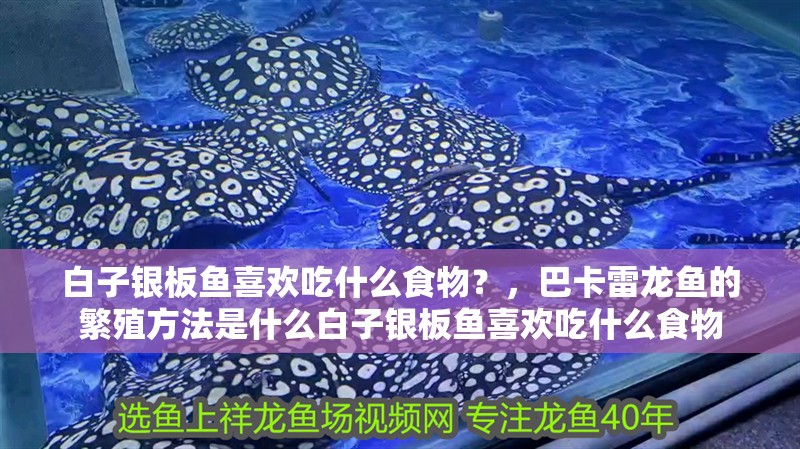 白子銀板魚喜歡吃什么食物？，巴卡雷龍魚的繁殖方法是什么白子銀板魚喜歡吃什么食物