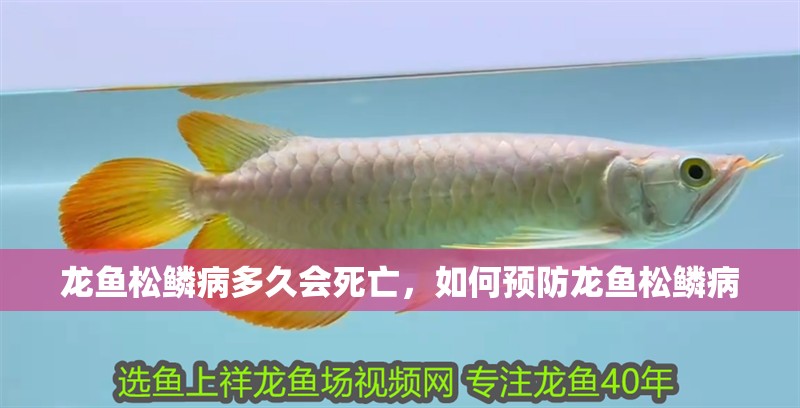 龍魚松鱗病多久會死亡，如何預防龍魚松鱗病