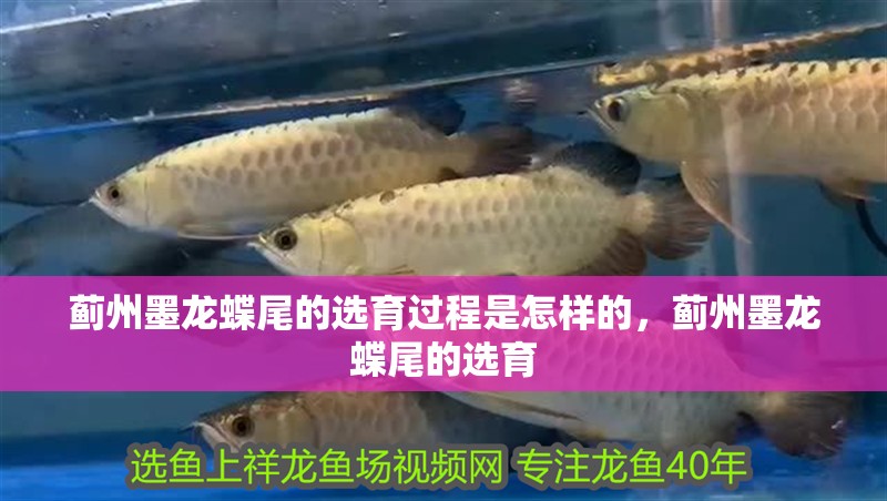 薊州墨龍蝶尾的選育過程是怎樣的，薊州墨龍蝶尾的選育