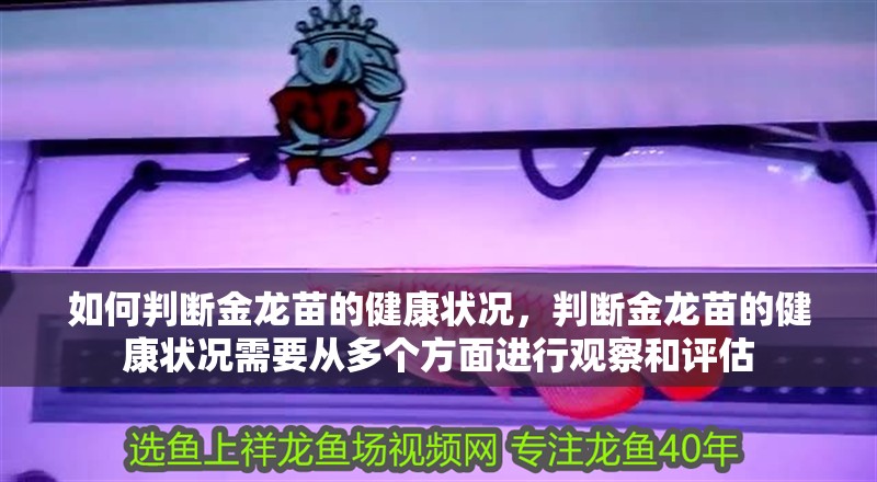 如何判斷金龍苗的健康狀況，判斷金龍苗的健康狀況需要從多個方面進行觀察和評估