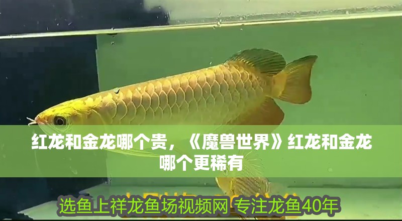 紅龍和金龍哪個(gè)貴，《魔獸世界》紅龍和金龍哪個(gè)更稀有