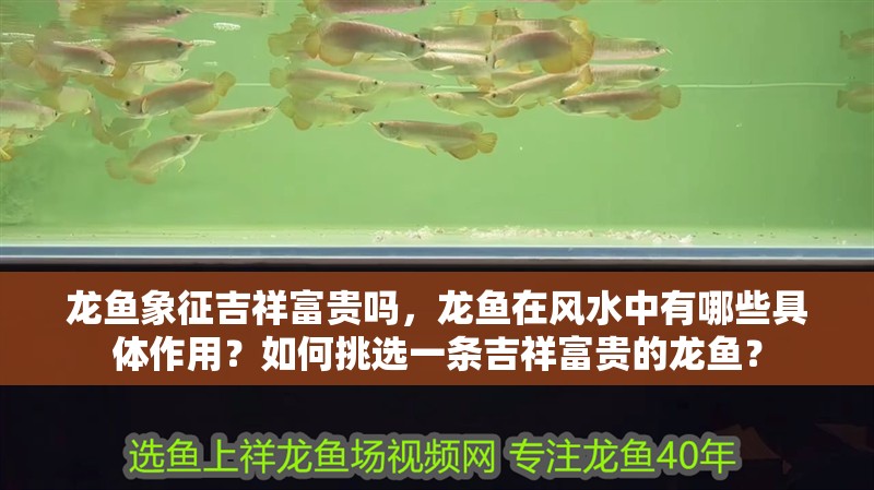 龍魚象征吉祥富貴嗎，龍魚在風水中有哪些具體作用？如何挑選一條吉祥富貴的龍魚？