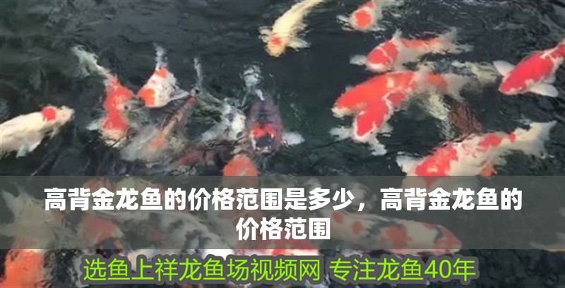 高背金龍魚的價格范圍是多少，高背金龍魚的價格范圍