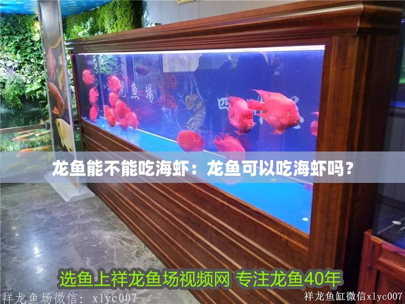 龍魚能不能吃海蝦：龍魚可以吃海蝦嗎？
