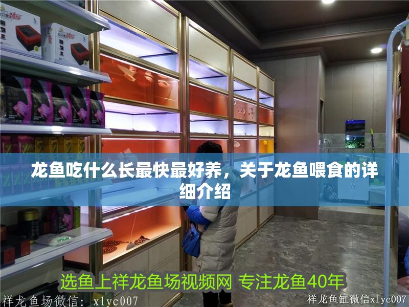 龍魚吃什么長最快最好養(yǎng)，關(guān)于龍魚喂食的詳細(xì)介紹