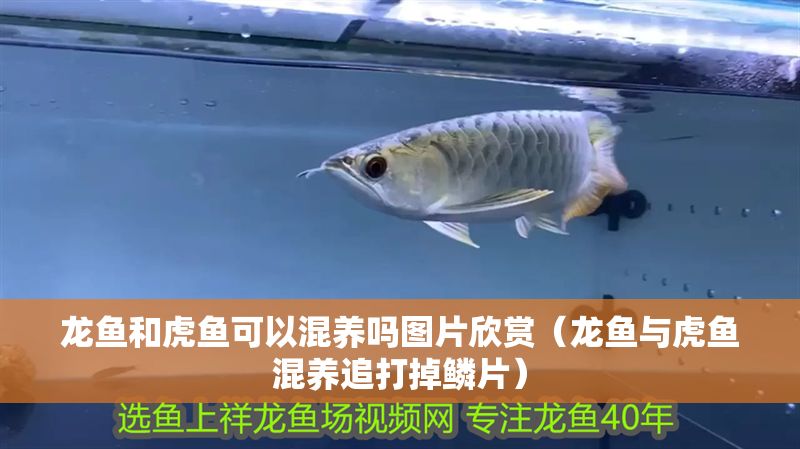龍魚和虎魚可以混養嗎圖片欣賞（龍魚與虎魚混養追打掉鱗片）