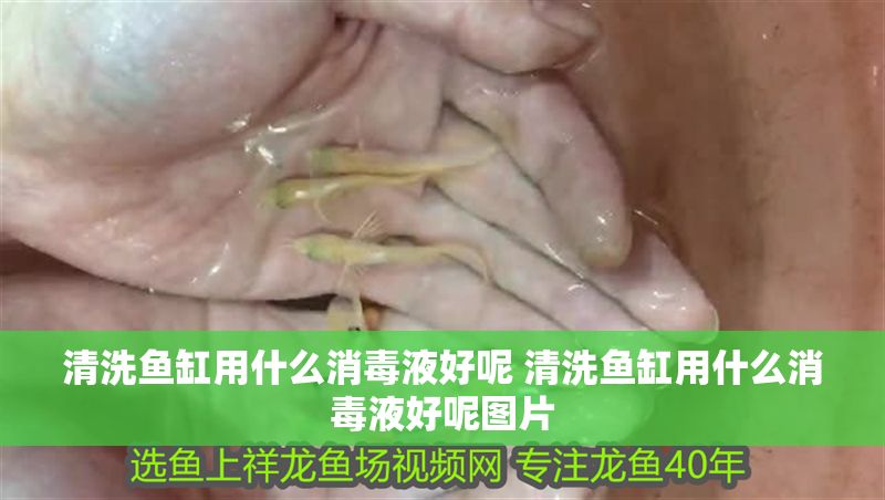 清洗魚缸用什么消毒液好呢 清洗魚缸用什么消毒液好呢圖片 清洗魚缸用什么消毒液好呢 清洗魚缸用什么消毒液好呢圖片 龍魚百科 第1張