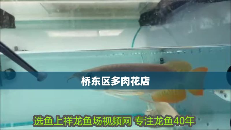 橋東區多肉花店 全國水族館企業名錄 第1張 橋東區多肉花店 橋東區多肉花店 全國水族館企業名錄 第1張