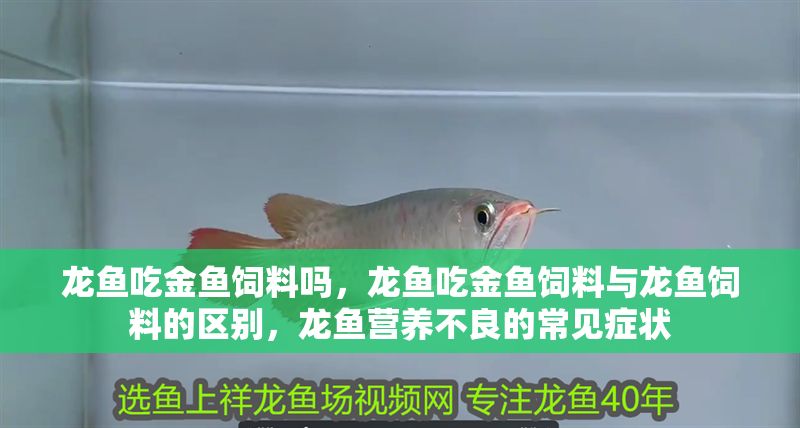 龍魚吃金魚飼料嗎，龍魚吃金魚飼料與龍魚飼料的區別，龍魚營養不良的常見癥狀