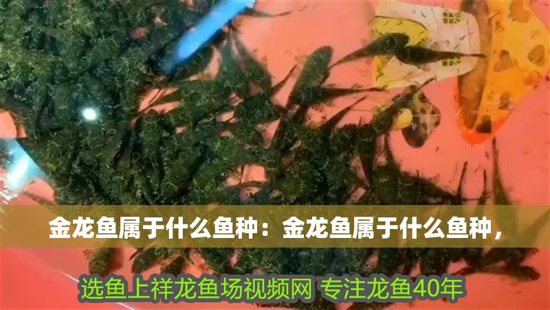 金龍魚屬于什么魚種：金龍魚屬于什么魚種，