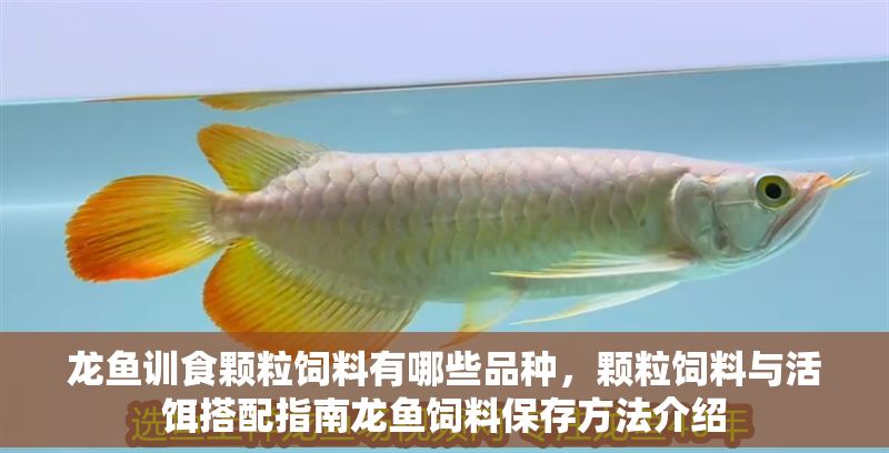 龍魚訓食顆粒飼料有哪些品種，顆粒飼料與活餌搭配指南龍魚飼料保存方法介紹