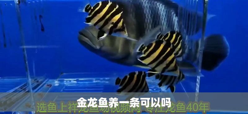 金龍魚養(yǎng)一條可以嗎