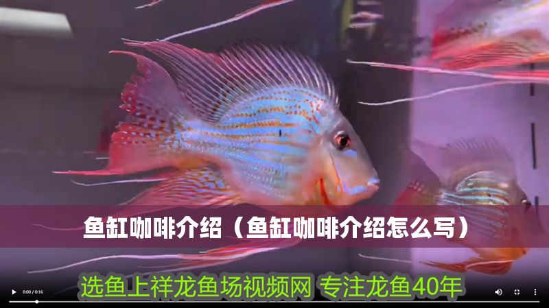 魚缸咖啡介紹（魚缸咖啡介紹怎么寫）