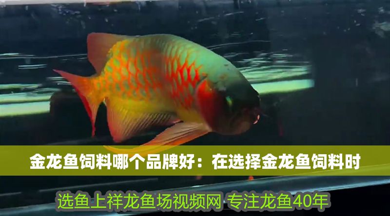 金龍魚飼料哪個品牌好：在選擇金龍魚飼料時