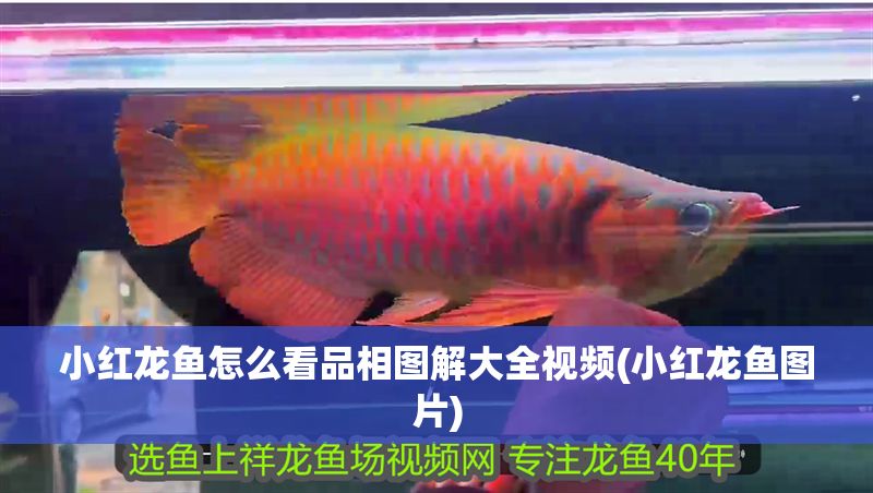 小紅龍魚怎么看品相圖解大全視頻(小紅龍魚圖片)