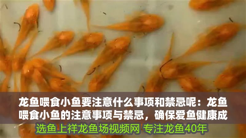 龍魚喂食小魚要注意什么事項和禁忌呢：龍魚喂食小魚的注意事項與禁忌，確保愛魚健康成長的關鍵