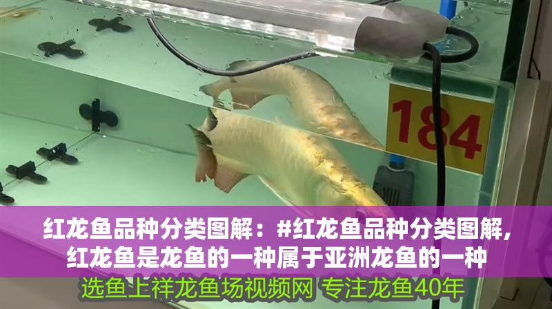 紅龍魚品種分類圖解：#紅龍魚品種分類圖解,紅龍魚是龍魚的一種屬于亞洲龍魚的一種