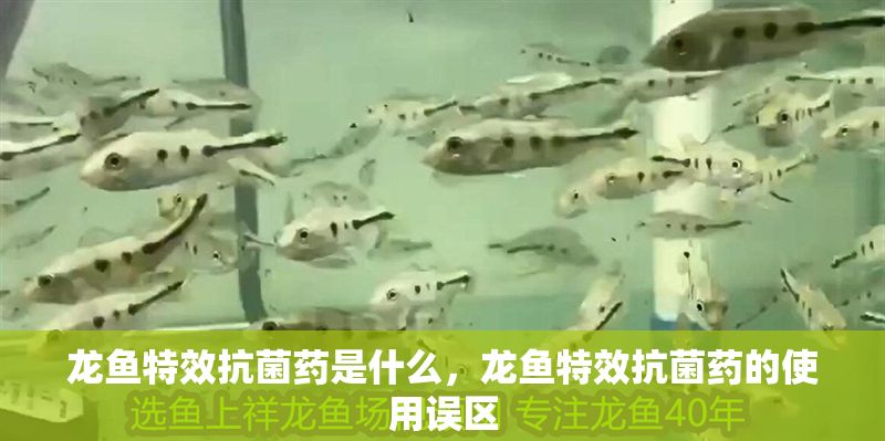 龍魚特效抗菌藥是什么，龍魚特效抗菌藥的使用誤區