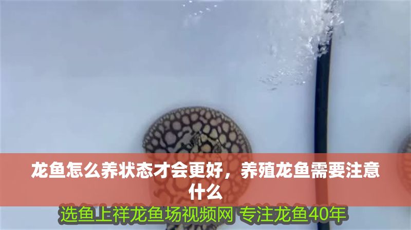 龍魚怎么養(yǎng)狀態(tài)才會(huì)更好，養(yǎng)殖龍魚需要注意什么