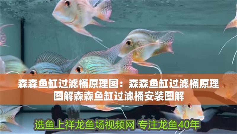 森森魚缸過(guò)濾桶原理圖：森森魚缸過(guò)濾桶原理圖解森森魚缸過(guò)濾桶安裝圖解