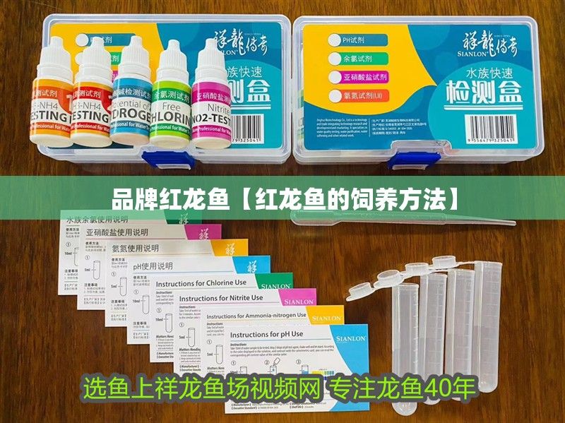 品牌紅龍魚【紅龍魚的飼養(yǎng)方法】