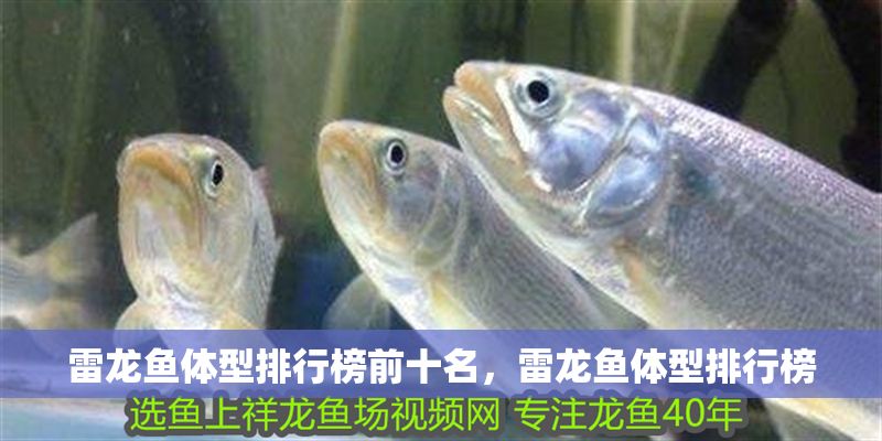 雷龍魚體型排行榜前十名，雷龍魚體型排行榜