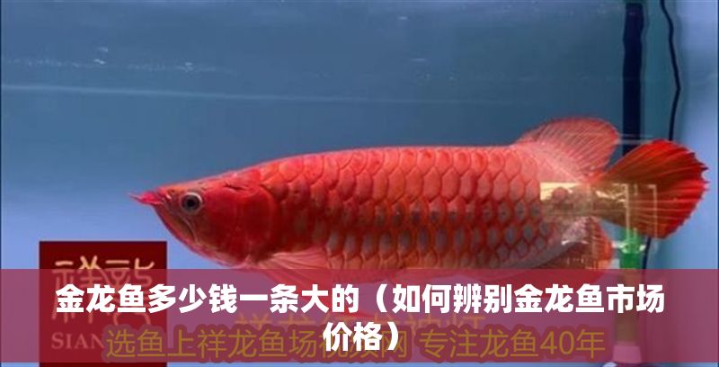 金龍魚多少錢一條大的（如何辨別金龍魚市場價格）