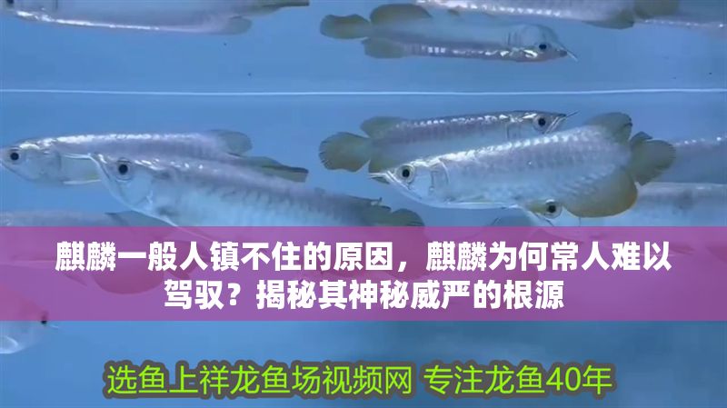 <strong><mark>麒麟</mark></strong>一般人鎮不住的原因，<strong><mark>麒麟</mark></strong>為何常人難以駕馭？揭秘其神秘威嚴的根源