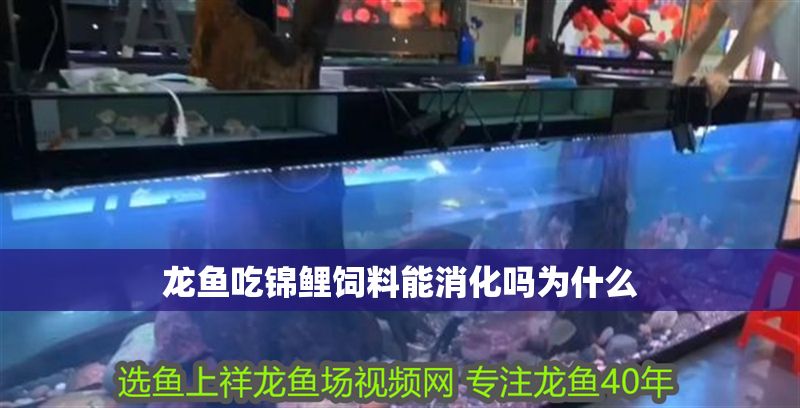 龍魚吃錦鯉飼料能消化嗎為什么