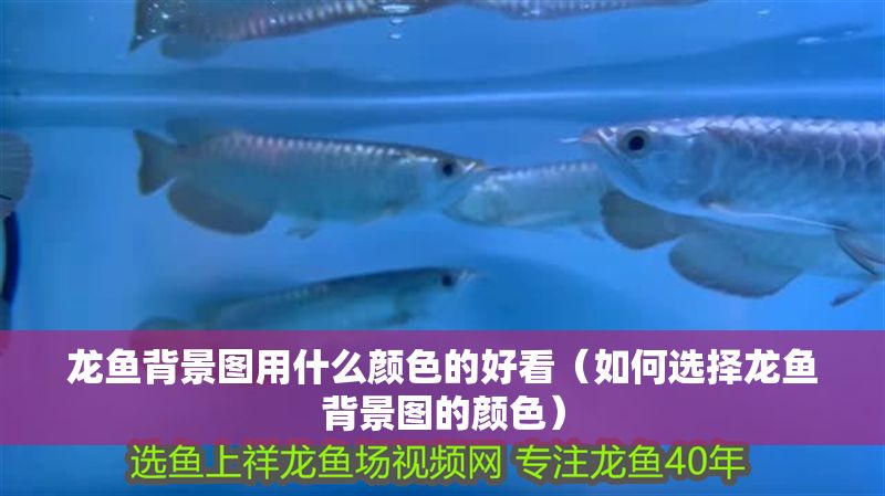 龍魚(yú)背景圖用什么顏色的好看（如何選擇龍魚(yú)背景圖的顏色）