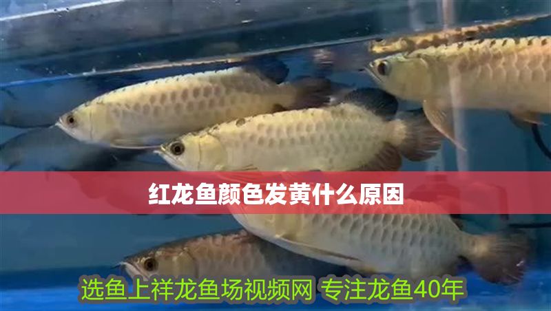 紅龍魚顏色發黃什么原因