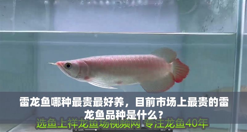 雷龍魚哪種最貴最好養，目前市場上最貴的雷龍魚品種是什么？