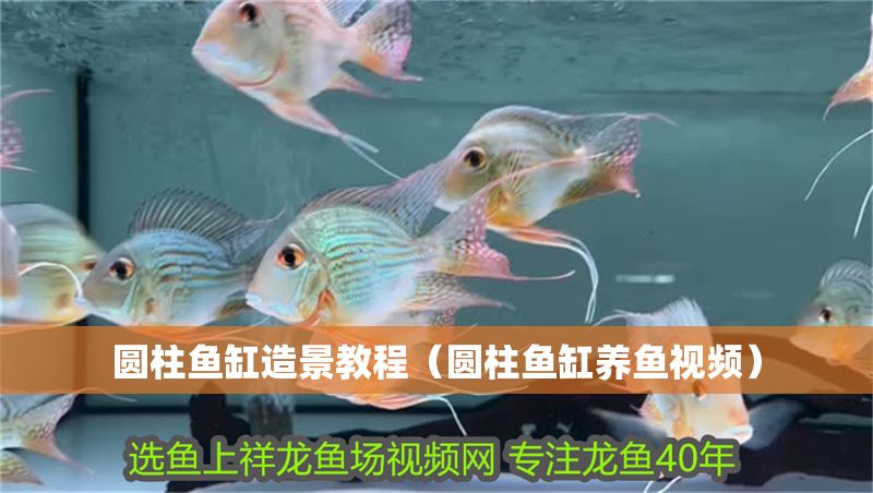 圓柱魚缸造景教程（圓柱魚缸養(yǎng)魚視頻）