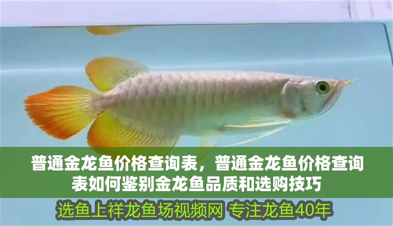 普通金龍魚價格查詢表，普通金龍魚價格查詢表如何鑒別金龍魚品質和選購技巧