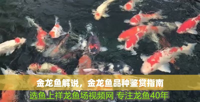 金龍魚解說，金龍魚品種鑒賞指南
